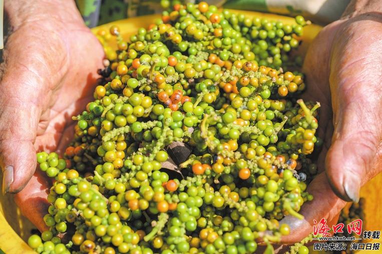 海口农产品品牌化之路 多点开花格局成形，琼味佳肴香飘四海