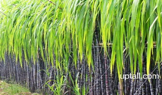 南宁 广西名特优农副产品的热力销售与市场开拓